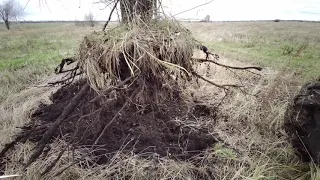 Корчёвка деревьев