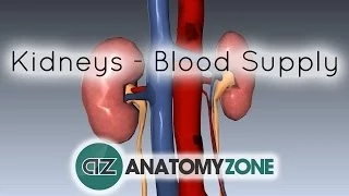 Blood Supply to the Kidneys - 3D Anatomy Tutorial