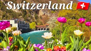 #SWITZERLAND 🇨🇭#INTERLAKEN Most Beautiful Swiss Walking and good weather in Interlaken ☀️🌸🪷🪷  سوئيس