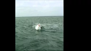 Great White Shark attacking a Cape fur Seal