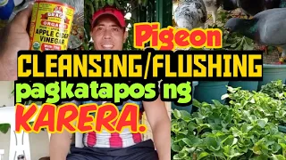 PIGEON CLEANSING/FLUSHING PAGKATAPOS NG KARERA.