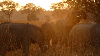 Zambia 2022: volunteering with Game Rangers International