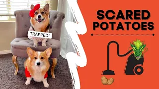 Talking Corgis TRAPPED by the vacuum! #shorts