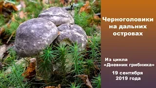 Черноголовики на дальних островах! Дневник грибника 19 сентября 2019 года