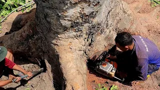 Cưa bậc gốc cây Xà Cừ siêu khổng lồ / Sawing the stump of a super giant Nacre tree | 2/2 | T588