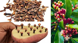 How to grow clove plant at home // how to grow clove plant from seed