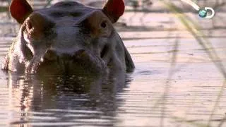 Dual Survival - Hungry Hippos