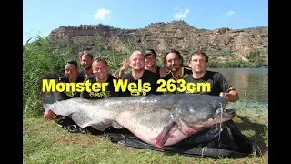 Monster Wels 263cm - 120 Kilo, Monster Catfish 8,63 Feet - 264.55 Pounds, Welsangeln, Wallerangeln