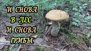И снова в лес и снова грибы