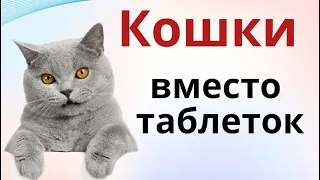 Какие кошки и от чего лечат и как помогают человеку...