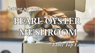 Black Pearl Oyster Mushroom Table Top Farm Set Up