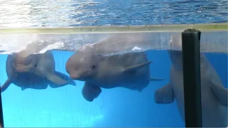 Ocean Discovery (Full Show) - Beluga Whales and Dolphins - SeaWorld San Antonio - March 25, 2023
