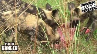 Painted Wolves Catch A Warthog!