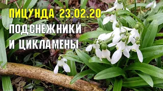 ПИЦУНДА ЗИМОЙ: подснежики и цикламены в лесу 23.02.2020