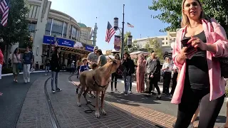 Cash 2.0 Great Dane at The Grove and Farmers Market in Los Angeles 64