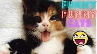 2 HOUR BEST FUNNY CATS COMPILATION 2023 😂| The Best Funny And Cute Cat Videos 17 !😸 😸