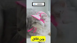 قطط - كيوت I cute Cats I Funny Cats