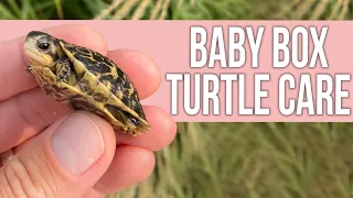 How to Care for a Baby Box Turtle