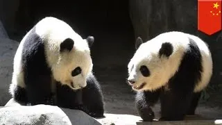 Atlanta-born giant pandas sent to China only understand English, prefer American food - TomoNews