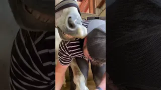 I promise this will make you laugh (sound on) #horse #equestrian #pony #funnyhorse #shorts