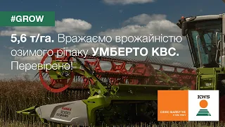 5,6 т/га – рекордний врожай озимого ріпаку УМБЕРТО КВС. Перевірено на полях Львівщини! | КВС-УКРАЇНА