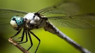 Epic Footage of Dragonflies Hunting
