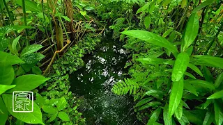 🌱Plant Music, 10 HRS, Soothing Biotope make Relaxing and Tranquilizing.3D Sounnd. #plant music