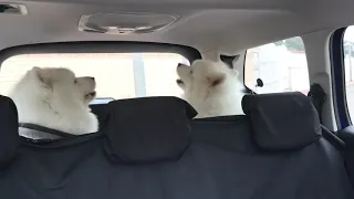 Howling Samoyed twins, Gordo and Jefe, accompanying Katherine Jenkins, yet again 😍