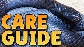 Mexican Black Kingsnake Care Guide - Beginner Care Guide