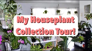 Houseplant Collection Tour! | 300 Indoor Plants Summer 2019