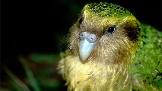 The Unnatural History of the Kakapo - Trailer