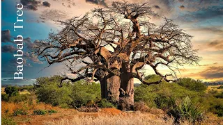 The Majestic Tree That Stands Tall Against The African Skyline | Baobab tree