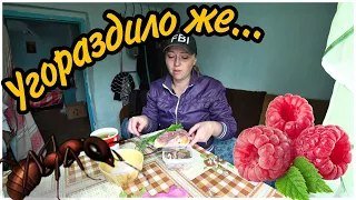 ПРОКОЛОЛА ПАЛЕЦ! Вкусный обед в деревне, Как избавиться от муравьев на участке, Расчищаю малинник