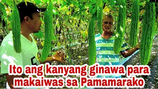 Paano Maiwasan ang Pamamarako sa Ampalaya? Panoorin