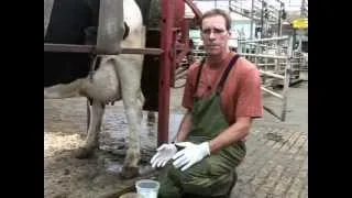 Collecting a Milk Sample from a Dairy Cow