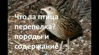 Описание пород и содержание перепёлочек