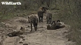 WildEarth - Sunrise Safari -  1 October 2023