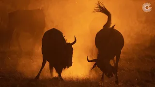 The Greatest Maasai Mara Photographer of the Year 2020 Highlights