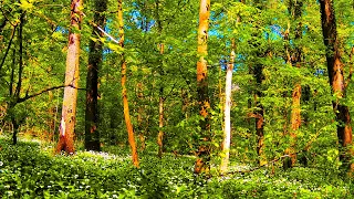 Sunete din Natură cu Ciripit de Păsărele Dimineața în Pădure