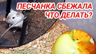 Что делать если песчанка сбежала – как поймать песчанку дома?