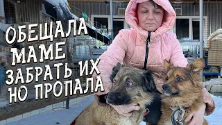 Спасение животных / 2 отказника из Серова / Должна была забрать но исчезла