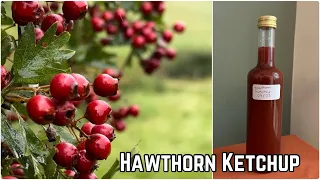 Hawthorn Ketchup Recipe