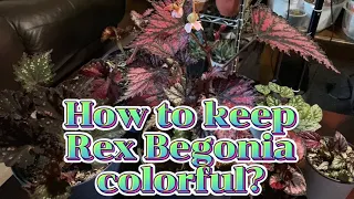 How to keep Rex Begonia COLORFUL||CARE TIPS||REX BEGONIA