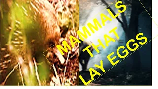 5 MAMMALS THAT LAY EGGS (MONOTREMES)