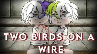 Two Birds on a Wire || Gcmv || Gacha Club Music Video || TW Flashing Lights