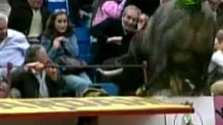 Untamed and Uncut - Bull Jumps Into Crowd