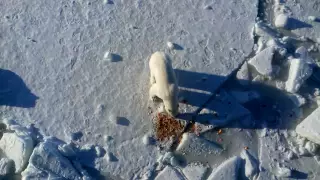 Белый мишка жрёт вафли. (polar bear eating waffles)