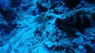 Pet Grouper eats Lionfish