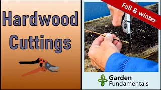 Propagating Hardwood Cuttings 🍂❄️🍂 Easy in Fall & Winter