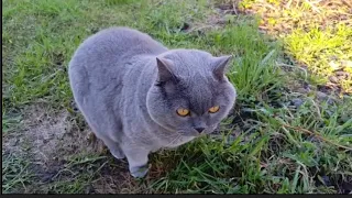 Cat or Cow? British Shorthair Cat Eating Grass | Chat ou Vache? Chat Britannique Mange de l'Herbe